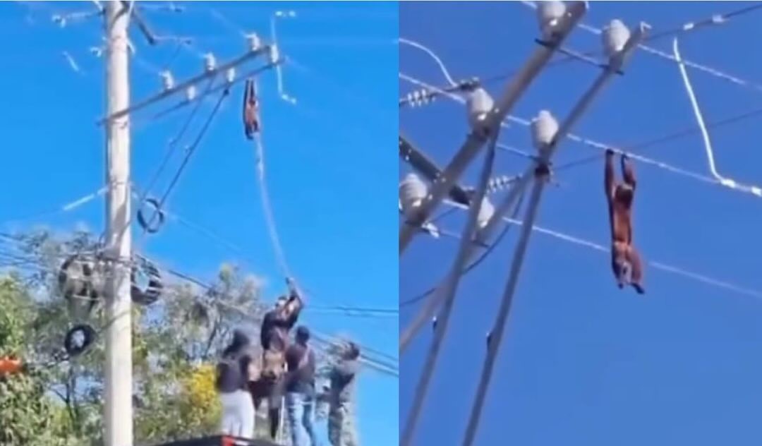 En  video | Vecinos se unieron y salvaron a mono aullador atrapado en cables de alta tensión en Valledupar