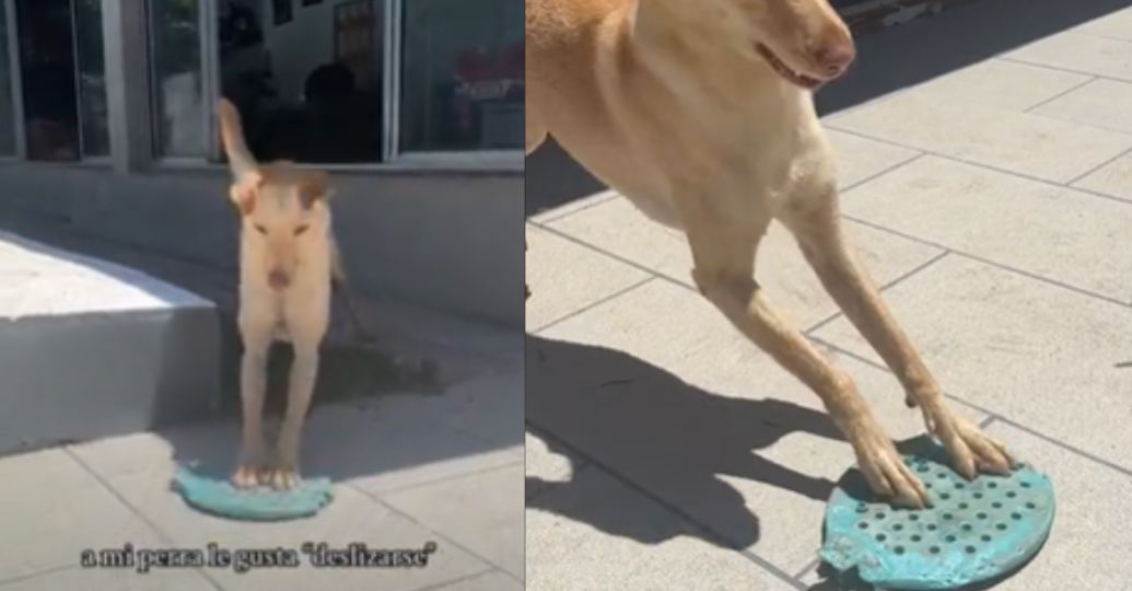 En video: una perrita 'skater' genera reacciones en redes sociales