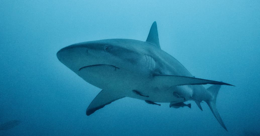 ¡Impresionante! Tiburón tigre masticó la cámara de un buzo y grabó tomas inéditas