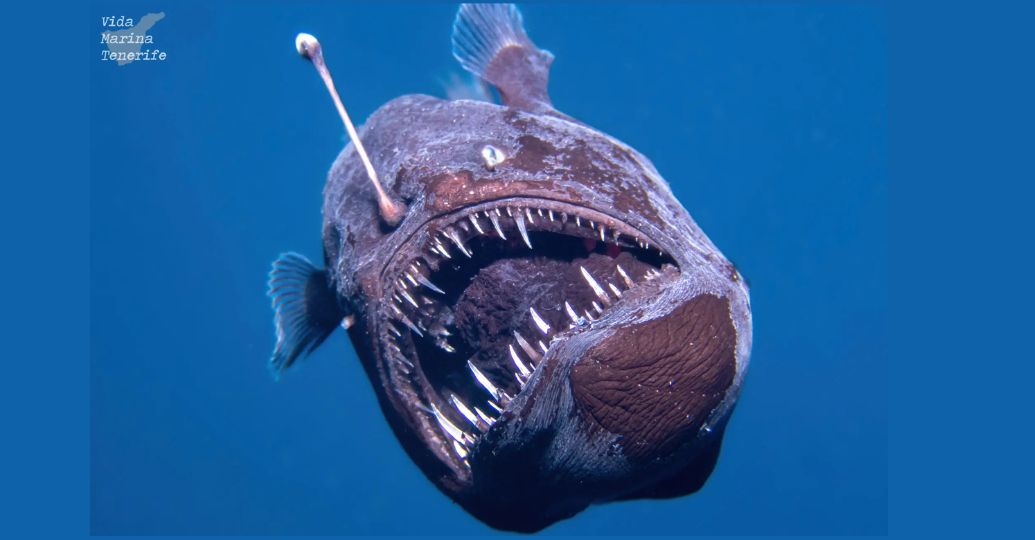 Revelaron el tamaño real del 'pez diablo' y sorprendió a todos: ¿no es enorme?