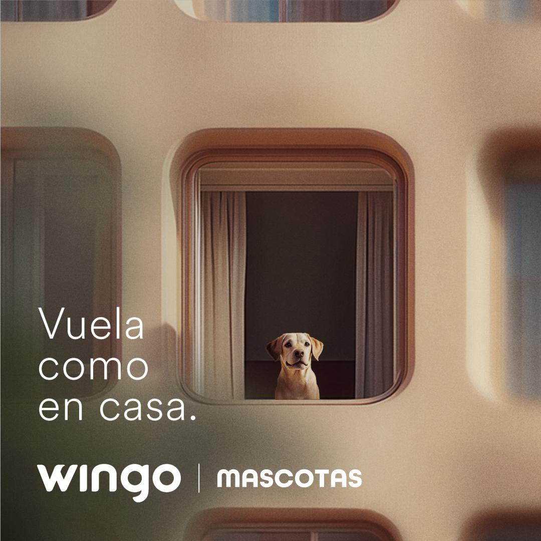 Wingo consiente a las mascotas con 'snacks' y comparte actualizaciones sobre los viajes en cabina