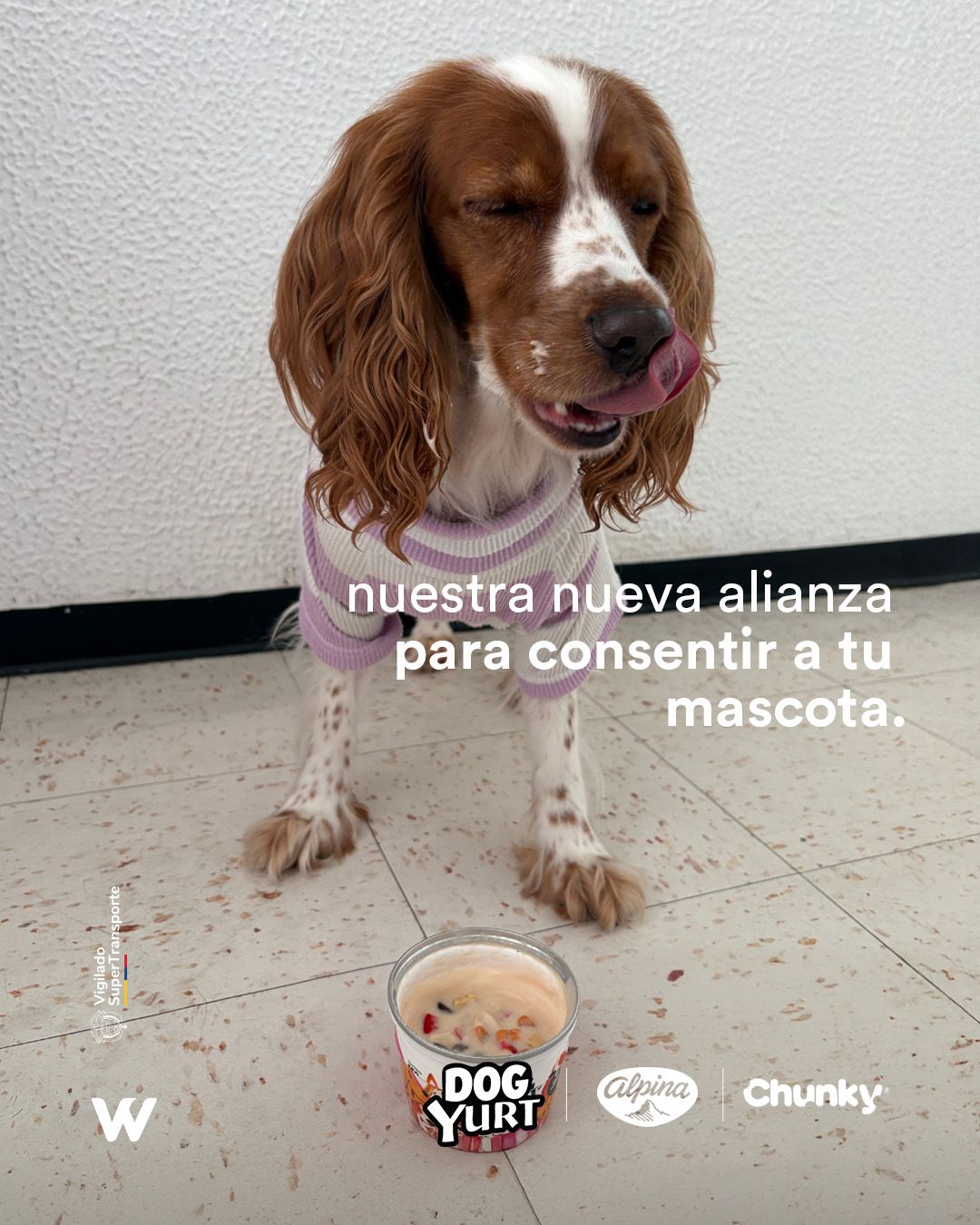 Wingo consiente a las mascotas con 'snacks' y comparte actualizaciones sobre los viajes en cabina