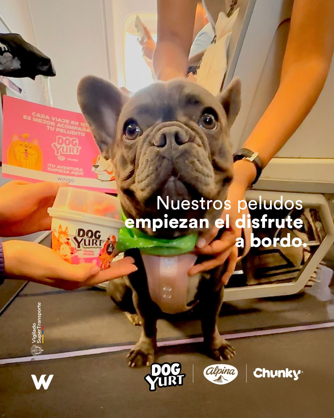 Wingo consiente a las mascotas con 'snacks' y comparte actualizaciones sobre los viajes en cabina