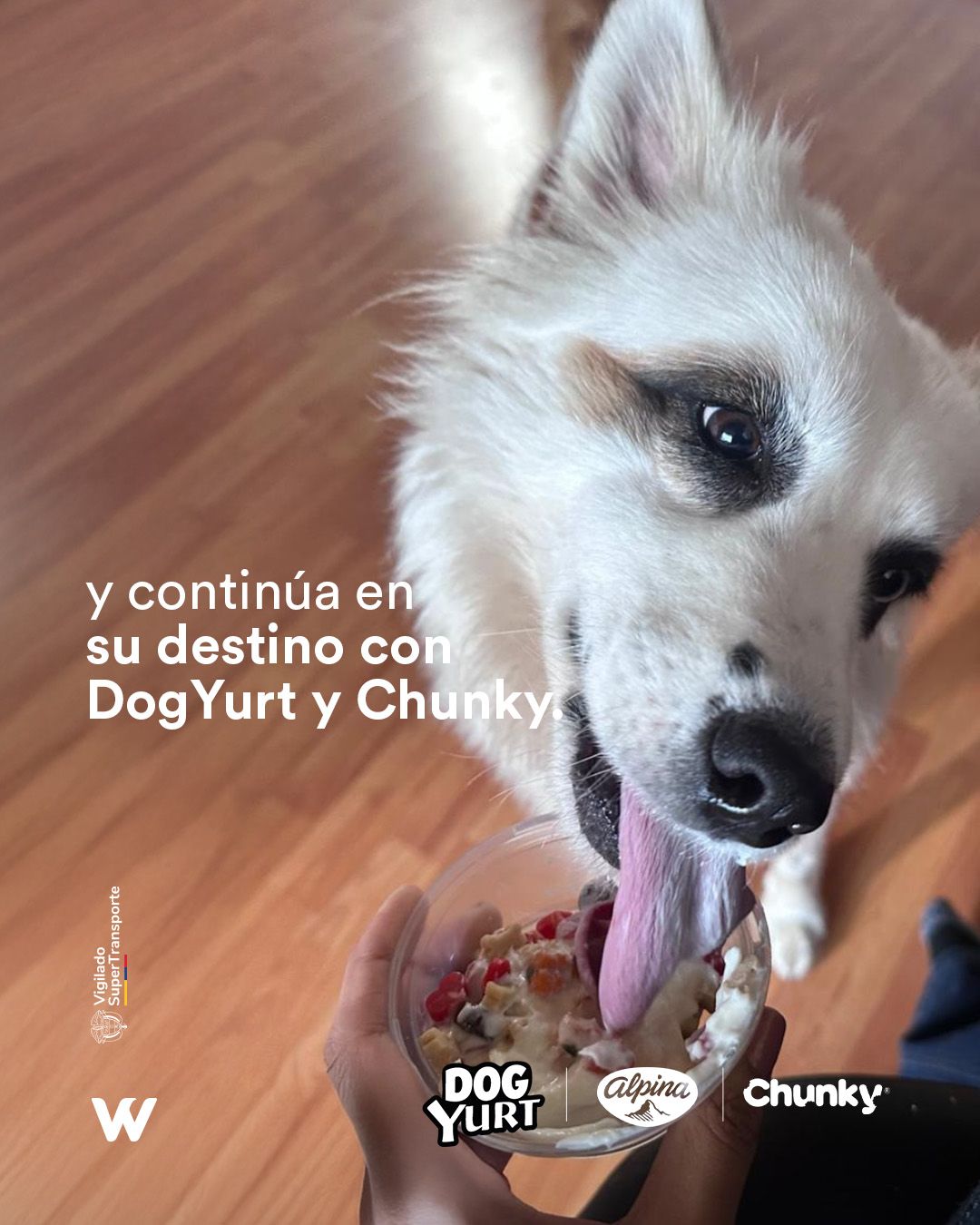 Wingo consiente a las mascotas con 'snacks' y comparte actualizaciones sobre los viajes en cabina