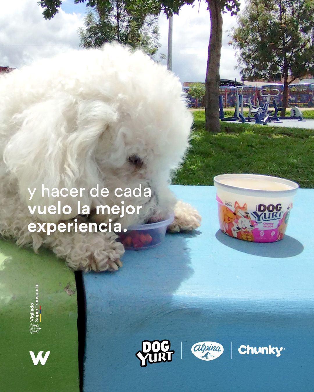 Wingo consiente a las mascotas con 'snacks' y comparte actualizaciones sobre los viajes en cabina