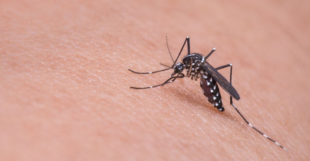 ¿Eres imán para los mosquitos? La ciencia revela cuál es el tipo de sangre que más los atrae
