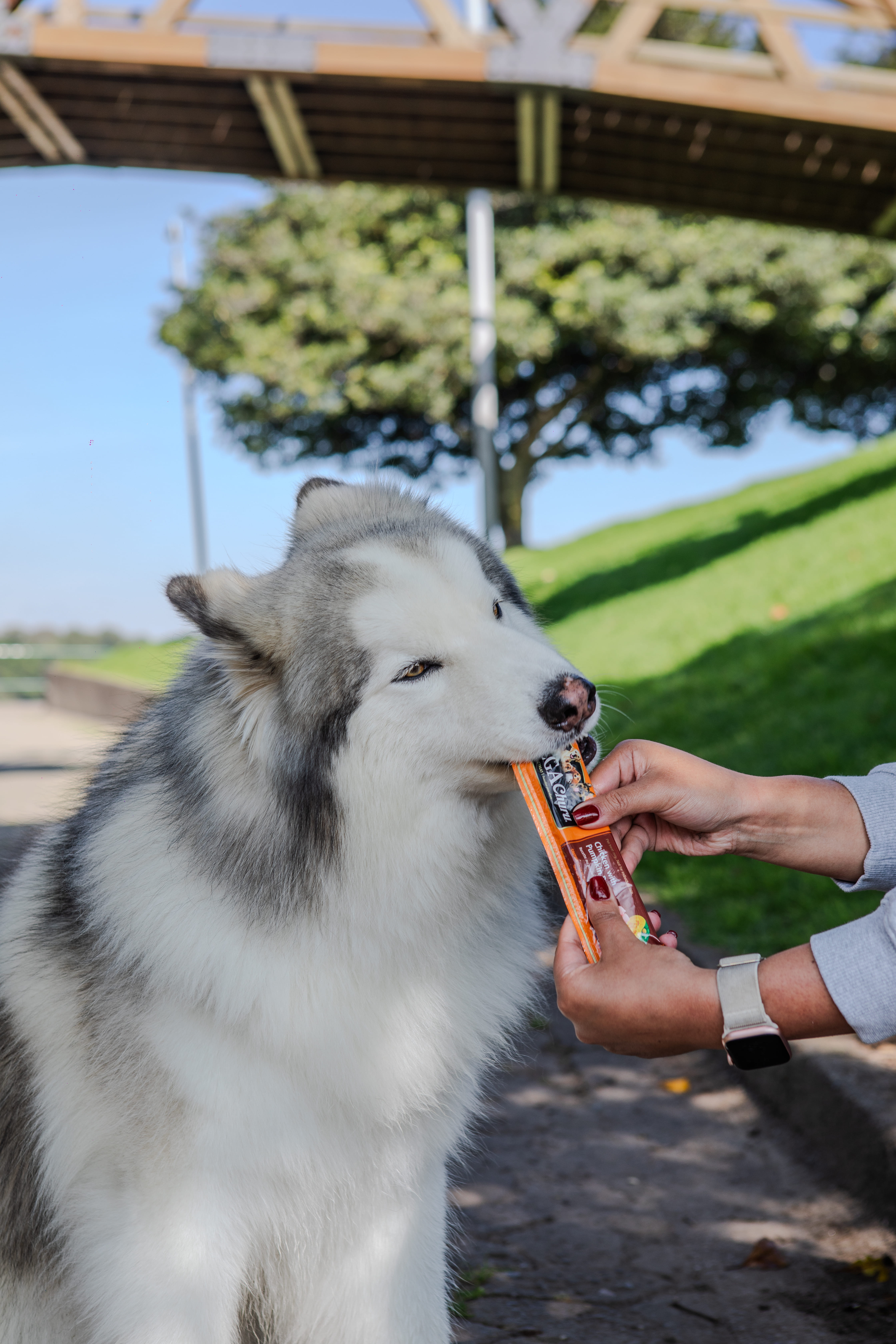 El secreto mejor guardado de los veterinarios para consentir (y cuidar) a las mascota