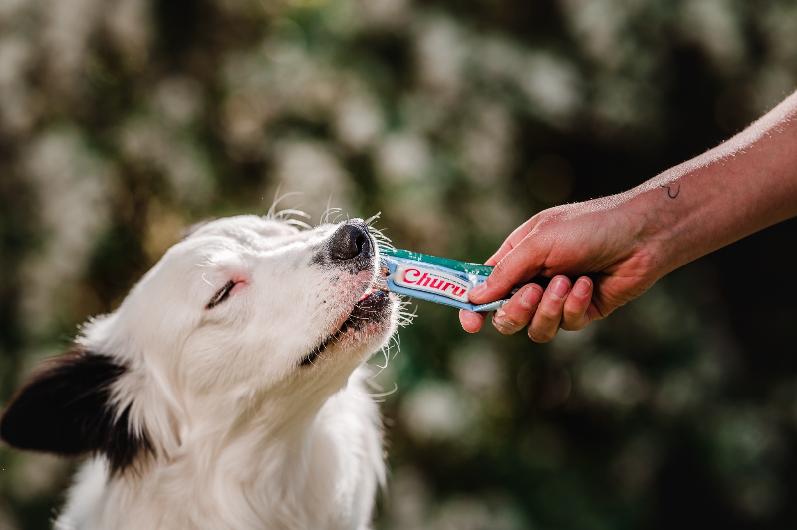 El secreto mejor guardado de los veterinarios para consentir (y cuidar) a las mascota