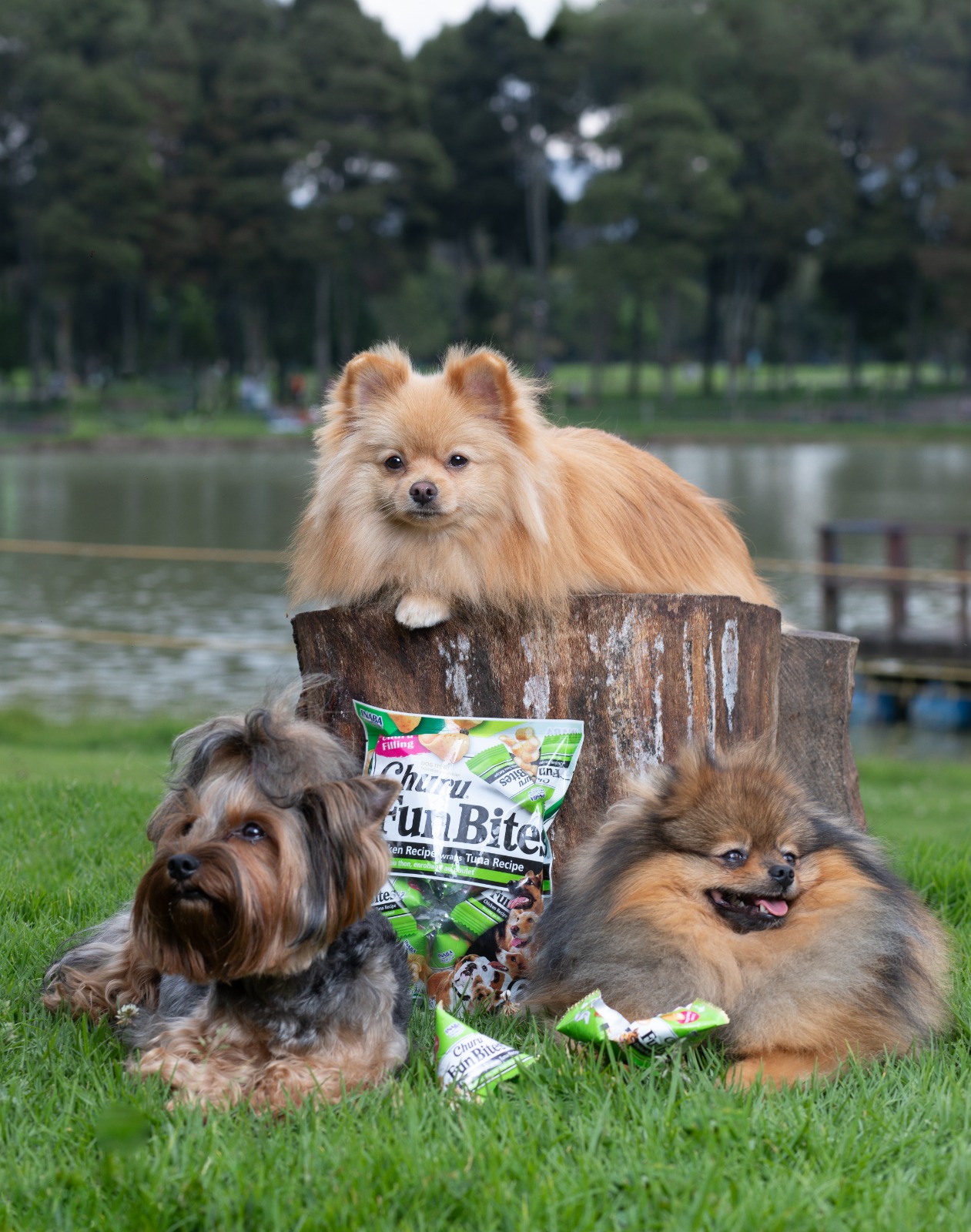 El secreto mejor guardado de los veterinarios para consentir (y cuidar) a las mascota