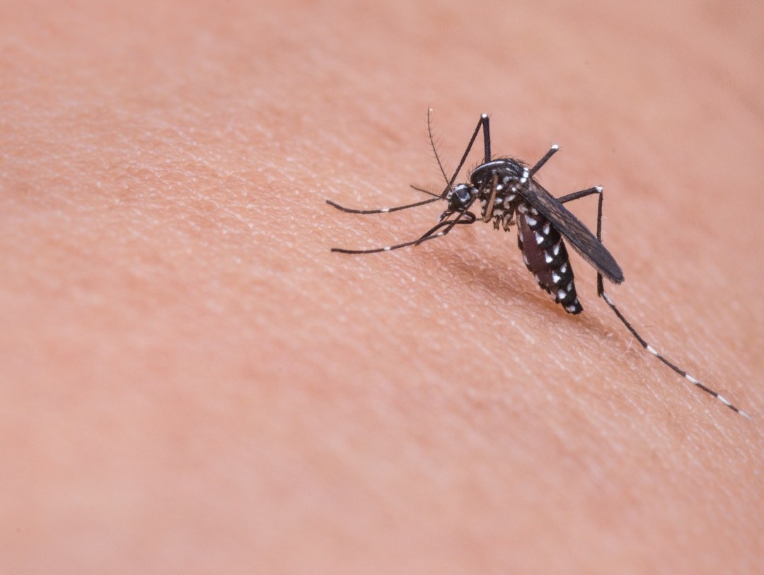 Fenómeno del Niño y dengue: la conexión entre la escacez de agua y la salud que no se puede ignorar 