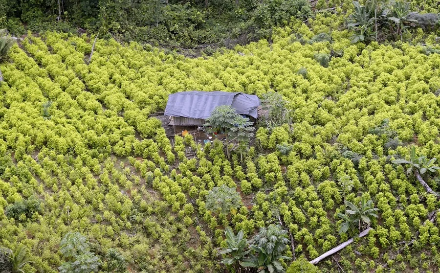 Cultivos de coca en Colombia