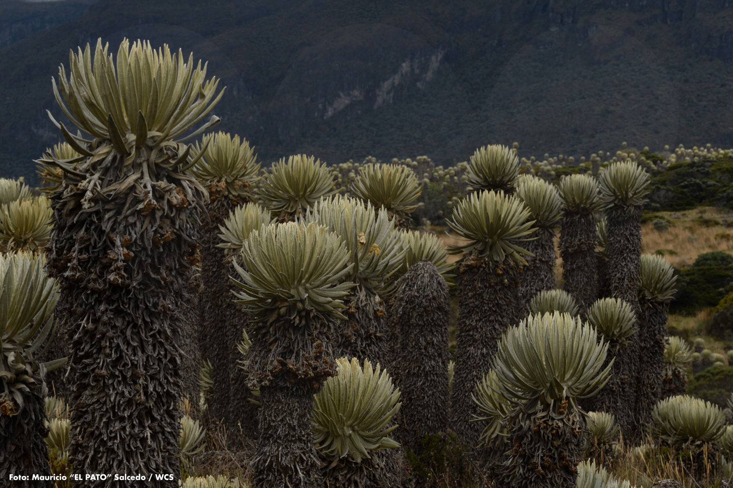 Frailejones Colombia