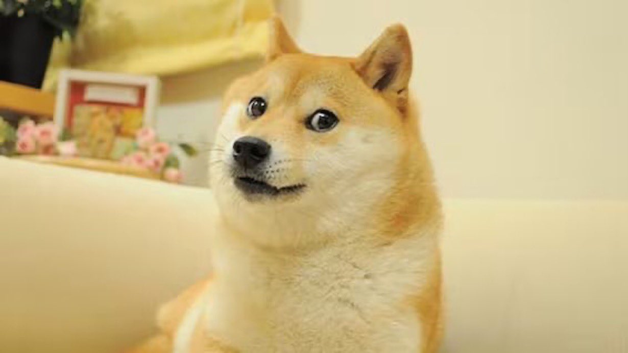 Foto de Kabosu que se convirtió en meme