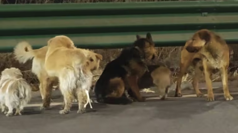 ¿Todo es falso? La verdadera historia detrás del video viral de perritos que “huyeron” en China 