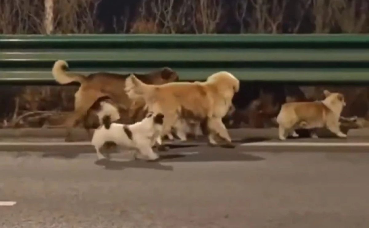 ¿Todo es falso? La verdadera historia detrás del video viral de perritos que “huyeron” en China 