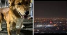 Reportan animales perdidos y afectados en Cali tras alborada