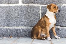 Al sol y al agua: una mujer dejó a su perrita en el balcón mientras viajaba de vacaciones