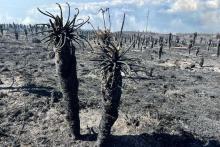 ¿Por qué son tan importantes los frailejones? Cientos de han perecido en los incendios forestales
