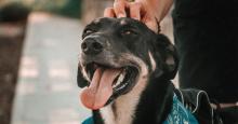 Siga este truco para evitar que su perro se orine adentro de la casa