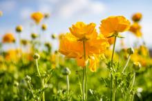 ¿Ya le dieron las suyas? Esta es la razón por la cual se regalan flores amarillas el 29 de febrero
