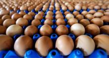 Por primera vez, Colombia exportará huevos a Cuba: 518 mil unidades llegarán a la isla