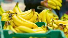 Producción de banano en Colombia creció 2% en el 2023: fueron un total de 2,6 millones de toneladas