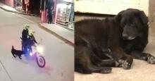 ¿Qué pasó con la perrita agredida por un policía con un bolillazo? Esto se sabe