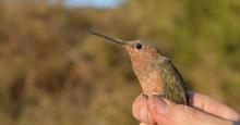 Descubren especie de colibrí ocho veces más grandes que uno común