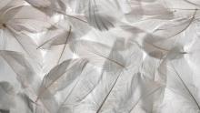 ¿Ha encontrado plumas blancas en casa? ¡Pilas! Podría tener varios significados: se los explicamos