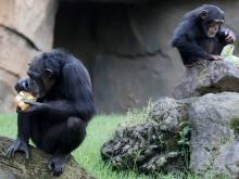Los chimpancés perfeccionan su capacidad de aprendizaje a lo largo de la vida, según estudio 