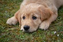 ¿Cómo quitarle las pulgas a un perro? Siga estos consejos: funciona también contra las garrapatas