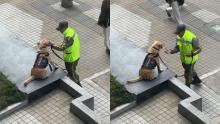El mejor compañero de trabajo: guardia de la universidad de Los Andes se hace viral por jugar con su compañero peludo