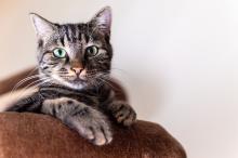 ¿Dónde debe poner el arenero de un gato? Esto recomiendan los expertos