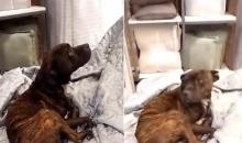 Perrito se protegió del frío en un local de camas y trabajadora en vez de sacarlo, lo arropó