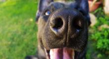 Los perros son capaces de oler el miedo de las personas: ¿mito o realidad? Esto dice la ciencia