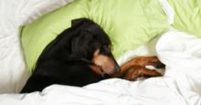 ¿Hay que arropar a los perros cuando duermen? esto dicen expertos