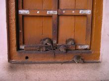 ¡Lo que faltaba! Una plaga de ratas azota a Bogotá: ¿cómo hará el Distrito para combatirla?