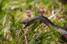 ¡Aterrador! Hallaron una serpiente venenosa entre los peluches de una niña: así la capturaron