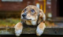 Juez ordena a una clínica veterinaria de Bogotá indemnizar a una familia por la muerte de su perrito
