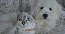 Perros y gatos: ¿cuánto tiempo pueden estar solos sin estresarse?