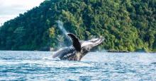 Avistamiento de ballenas en Colombia: ¿cuándo es mejor ir a verlas?