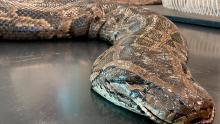 ¡Aterrador! Una mujer dada por desaparecida fue encontrada en el vientre de una serpiente: así pasó