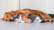 ¡Lo extrañó! Así reaccionó un gato después de que su hermano perruno volviera tras días desaparecido