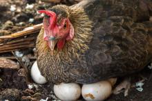 ¿Qué fue primero, el huevo o la gallina? La IA ya dio su respuesta y sorprendió a muchos: esto dijo