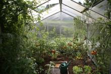 ¿Para qué sirve la cáscara de huevo en las plantas? Aquí le contamos todo lo que debe saber