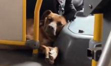 En video | ¡Qué ternura! Conductor de Sitp viaja todos los días acompañado de su perrita 