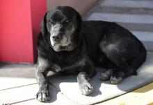 Congreso aprobó por unanimidad proyecto de ley que fortalecerá la lucha contra el maltrato animal