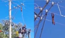 En  video | Vecinos se unieron y salvaron a mono aullador atrapado en cables de alta tensión en Valledupar