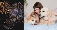 Tips para cuidar a sus mascotas durante las fiestas de fin de año