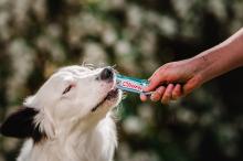 El secreto mejor guardado de los veterinarios para consentir (y cuidar) a las mascota